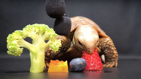 Happy New Year 2021 <b>ASMR</b> <b>Turtle</b> Tortoise Eating Watermelon Mukbang 먹방Animal <b>ASMR</b> <b>Turtle</b> Tortoise 81st VideoLike and Share if You are Satisfied#happynewyear#2. . Turtle asmr